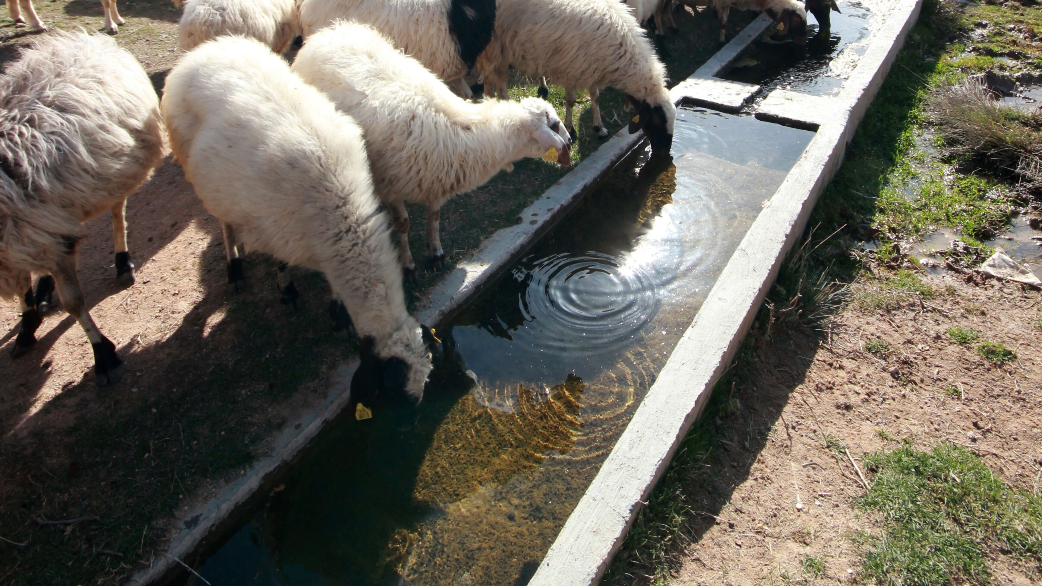 元の価格Moutons A L\'Abreuvoir/C.E.Jacque 超希少、100年前の画集より 人物画