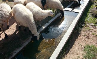 Abreuvoir mouton : garantir une eau fraîche et propre à votre troupeau