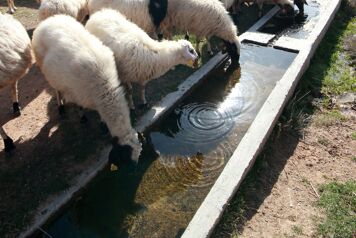 troupeau de moutons buvant dans un abreuvoir