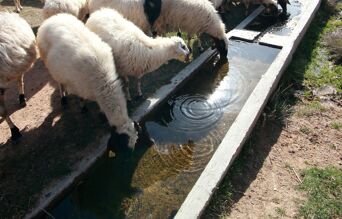 troupeau de moutons buvant dans un abreuvoir