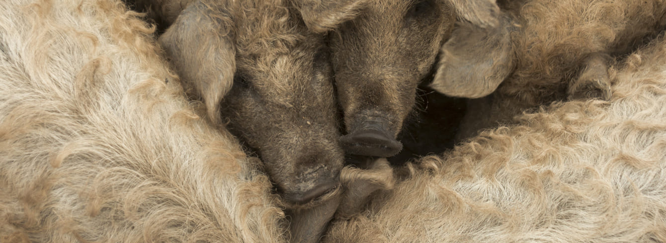 La France intensifie sa lutte contre la peste porcine africaine en collaboration avec l'Italie