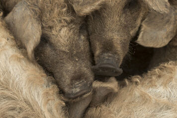 Porc vue de haut