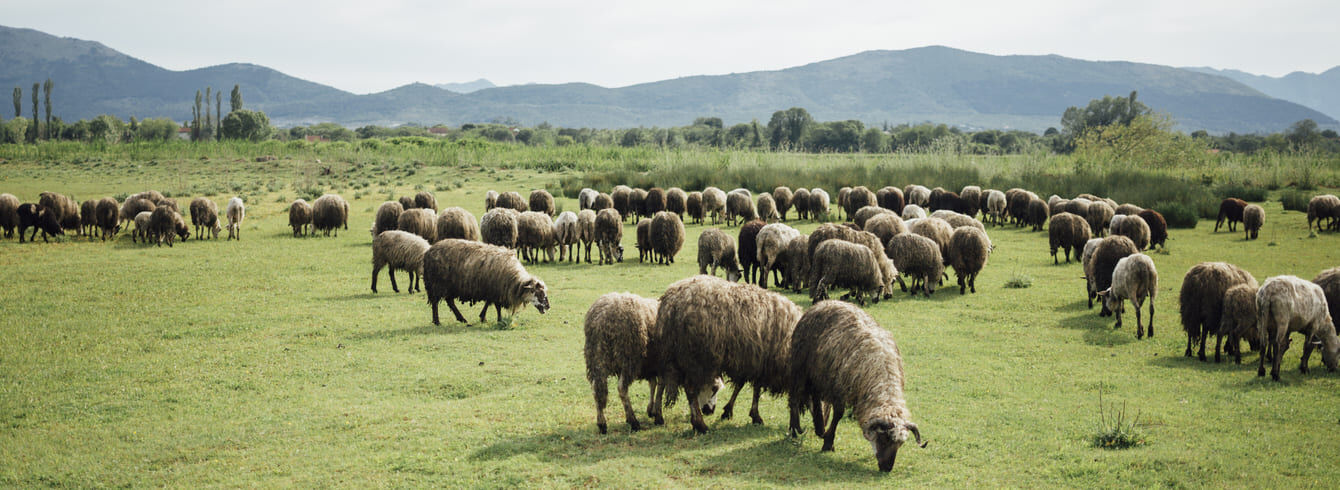 Simplification de l'aide à la protection des troupeaux : l'appel à projets 2025 est lancé