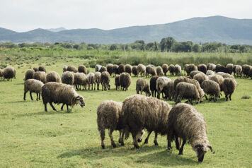 troupeau de mouton entrain de boruter sur des paturage avec des montagnes en fond