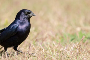 choucas oiseau noir sur un champ