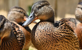Grippe aviaire : fin des restrictions, la France est à nouveau indemne