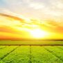 couché de soleil au dessus d'un champ vert