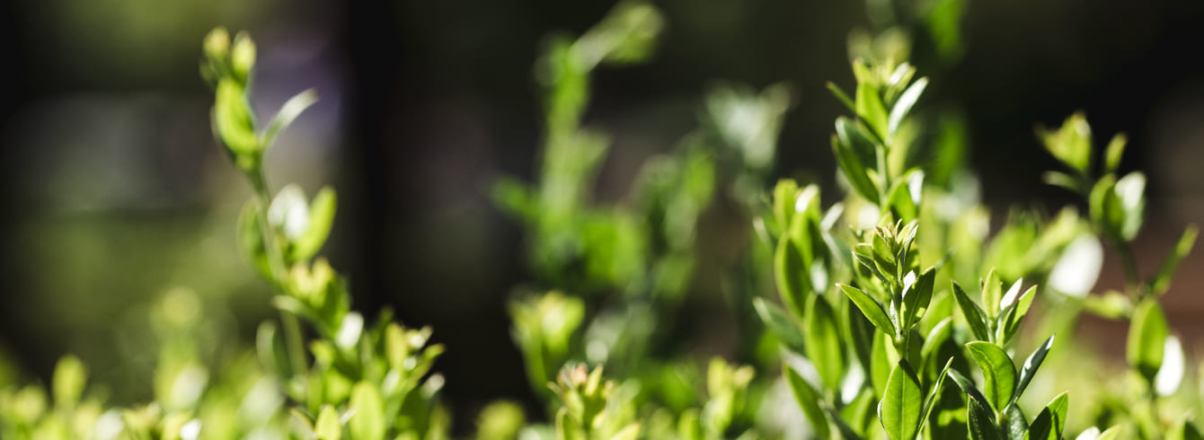 Haies agricoles : le Sénat vote une proposition de loi
