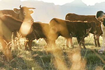 homme entrain de faucher de lherbe avec un troupeau de vache sur une prairie