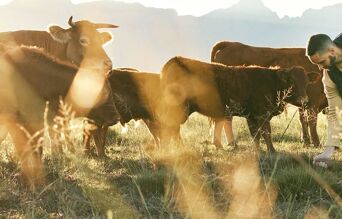 homme entrain de faucher de l'herbe avec un troupeau de vache sur une prairie