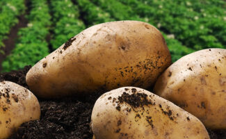 Alerte dans le secteur de la pomme de terre : Les coûts de production continuent d'augmenter