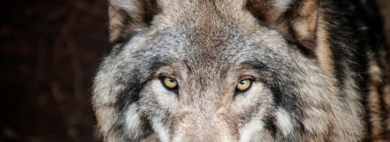 Le syndicat agricole qui fait polémique en offrant 1000 euros par loup tué
