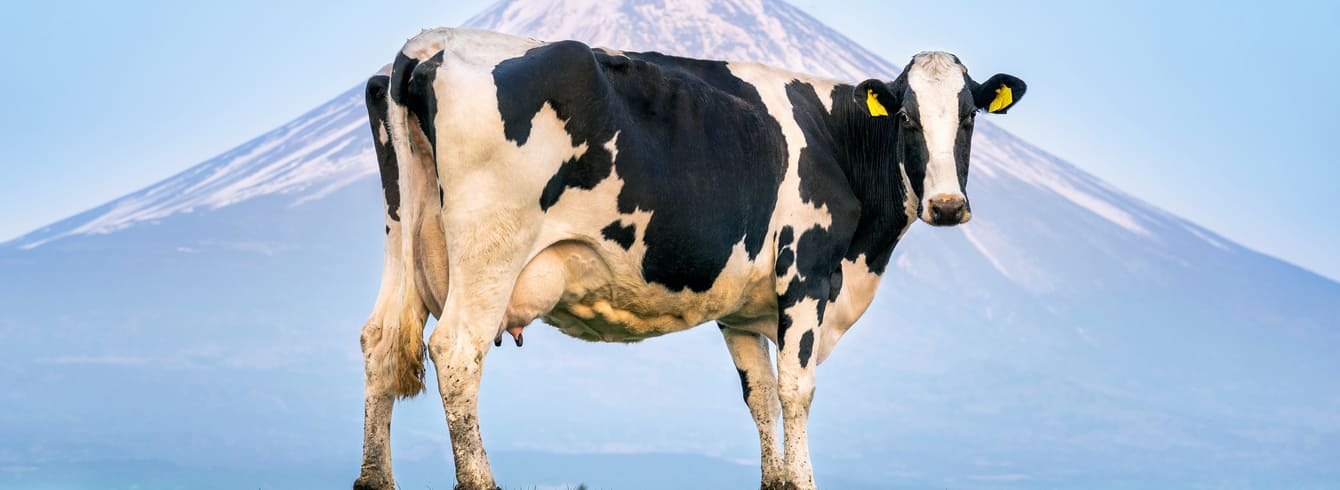 Préparer la lactation : optimisez le tarissement et la préparation au vêlage  grâce à une gestion technique adaptée
