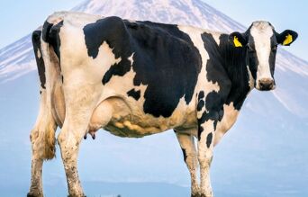 Vache debout face à une montagne