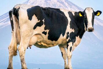 Vache debout face à une montagne