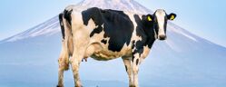 Vache debout face à une montagne