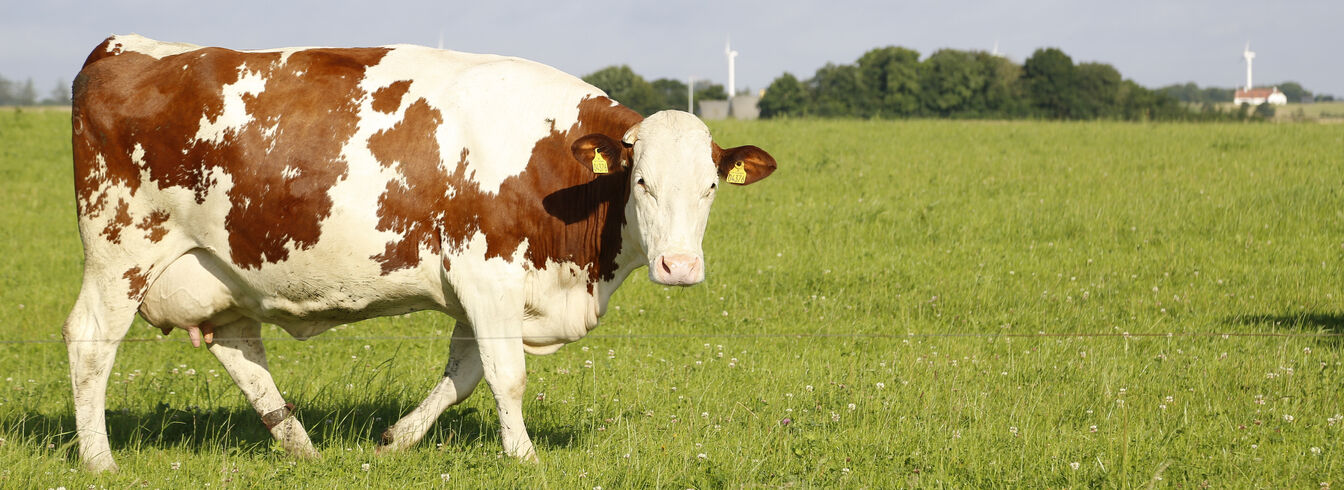 Stress thermique chez les bovins : symptômes et solutions