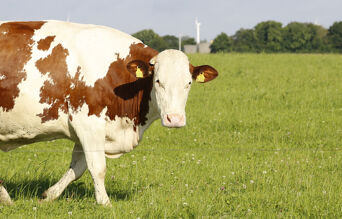 Stress thermique bovins