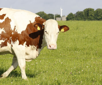 Stress thermique chez les bovins : symptômes et solutions