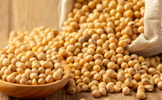 Loire-Atlantique : la culture du soja en pleine expansion