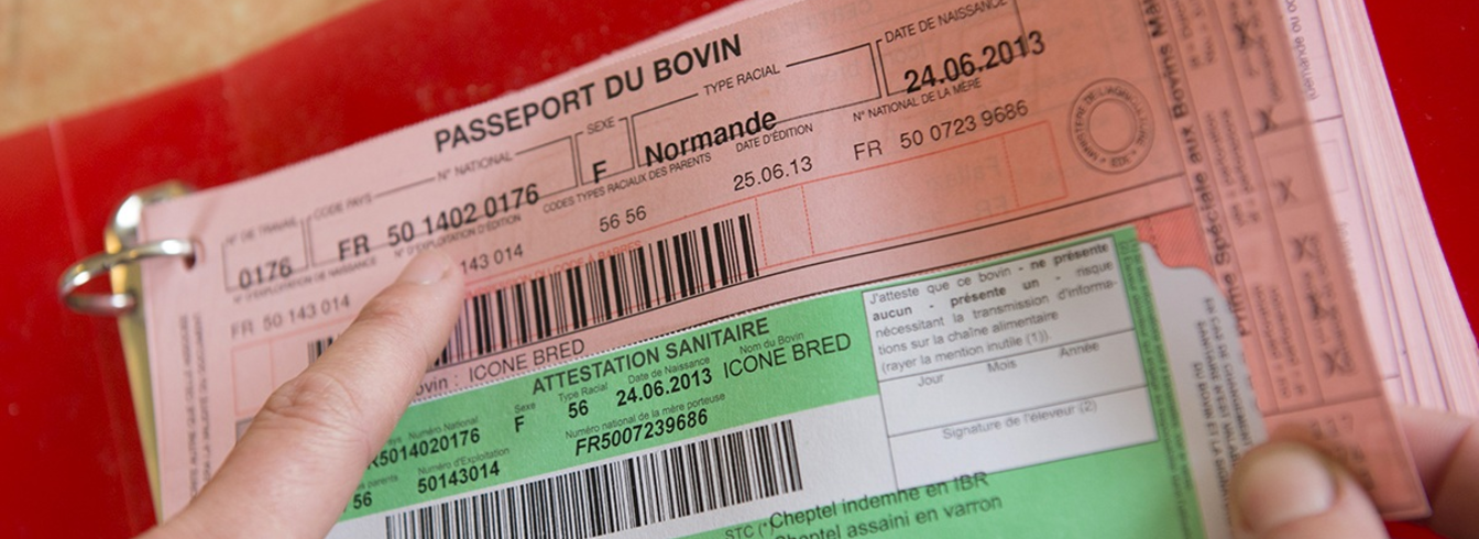 Annonce de la numérisation du passeport bovin