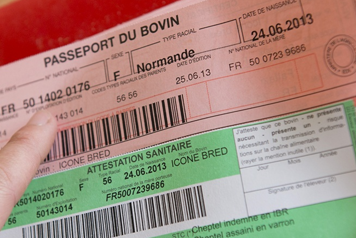 Dématérialisation du passeport bovin