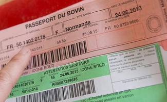 Annonce de la numérisation du passeport bovin