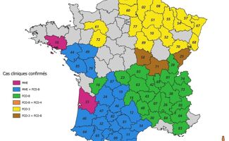 Message d'expert : Épizooties en France, propagation de la Fièvre Catarrhale Ovine et de la Maladie Hémorragique Épizootique