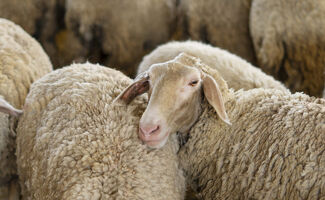 Crise épizootique : la ministre de l’Agriculture promet des mesures de soutien