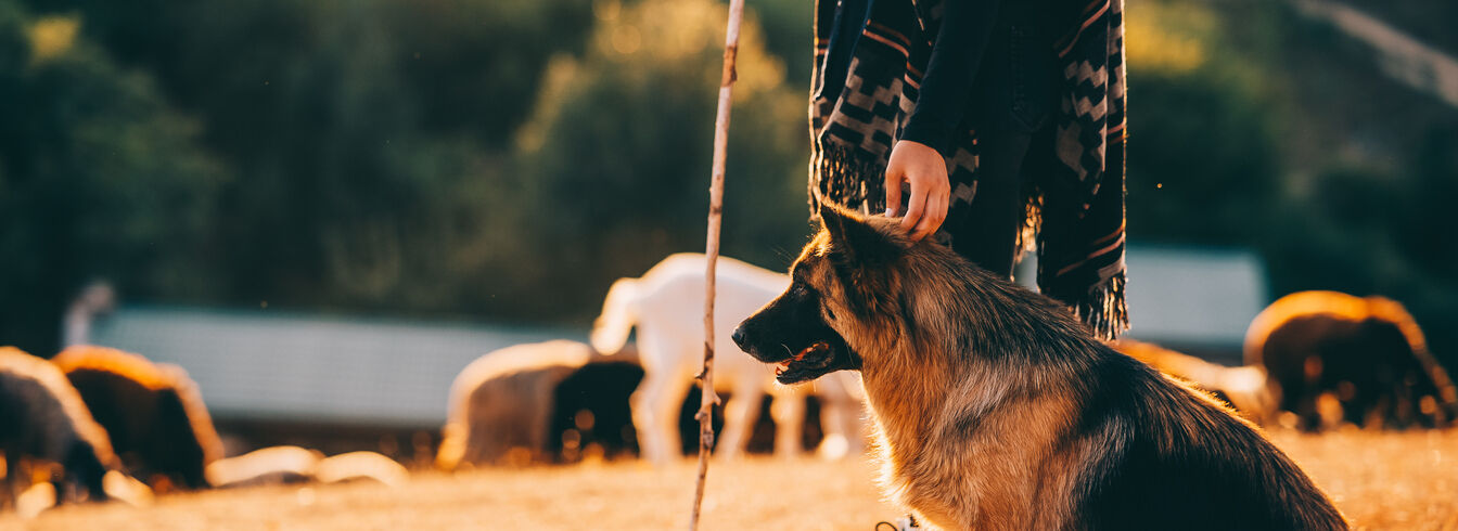 Découvrez notre gamme de nutrition canine
