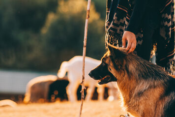 Gamme alimentation canine