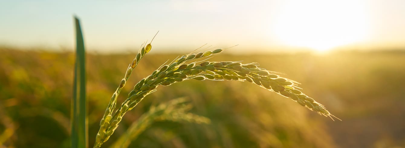 Soutien aux Agriculteurs : Le Gouvernement Annonce de Nouvelles Mesures Financières