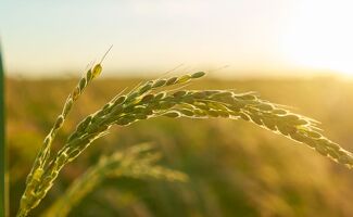 Soutien aux Agriculteurs : Le Gouvernement Annonce de Nouvelles Mesures Financières