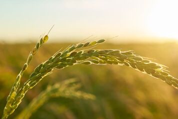détail-plant-de-riz-coucher-de-soleil-valence-avec-plantation-floue-grains-de-riz-plante-semence