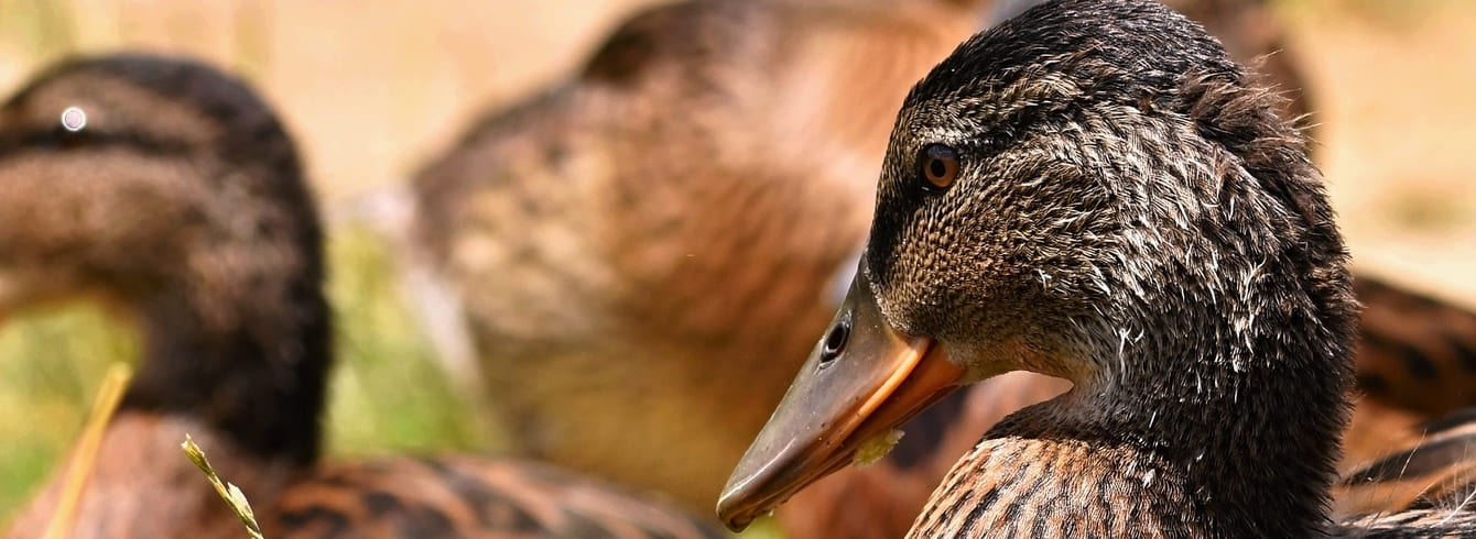 La France en alerte maximale face à la grippe aviaire