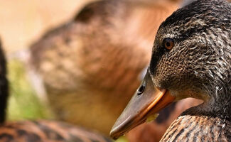 La France en alerte maximale face à la grippe aviaire