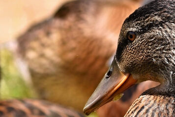 Tête canard premier plan et canard scond plan