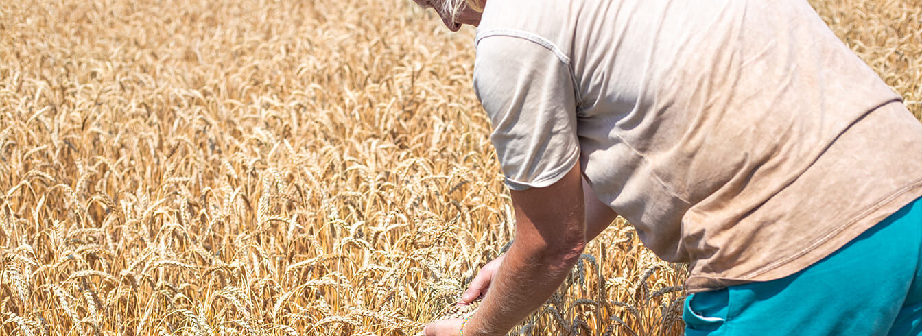 Stabilisation des prix des céréales et hausse des huiles sur les marchés