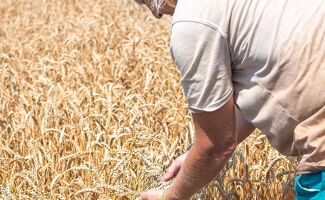 Stabilisation des prix des céréales et hausse des huiles sur les marchés