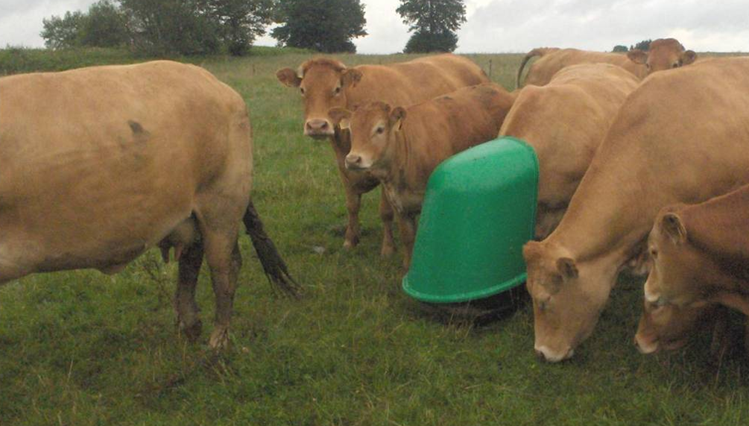 vaches et Culbuto vache avec culbuto