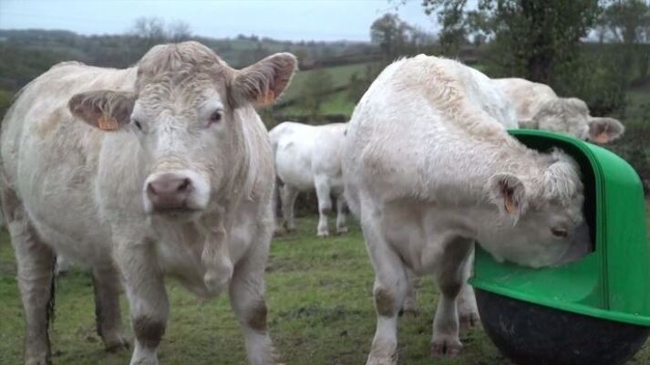 Minéral en Libre-Service au Pâturage : Un concept alternatif pratique et économique