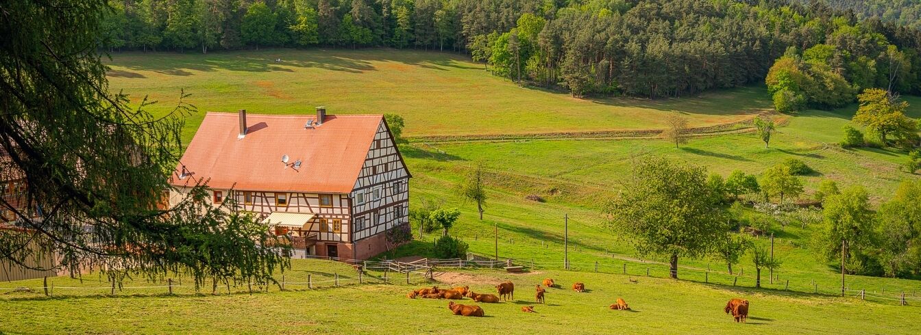 Vendée : un pari sur une paille plus écologique