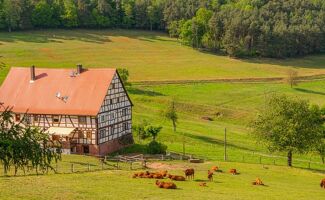 Vendée : un pari sur une paille plus écologique