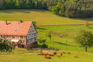 Découverte du miscanthus en Vendée