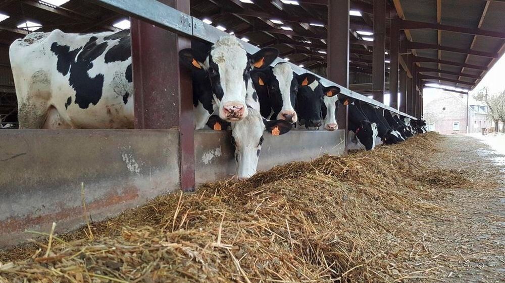 Vache dans un élévage