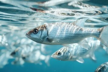 Des poissons meurent à cause d'une eau infectée