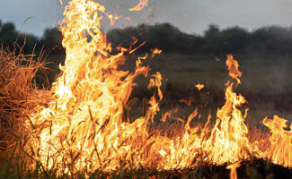 Haute-Garonne : 9 000 poulets morts dans un incendie