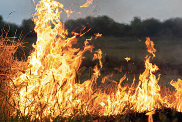 Des poulets meurent dans un incendie en Haute-Garonne