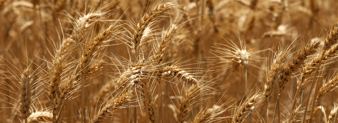 Comment évoluera le marché du blé dans les mois à venir ?