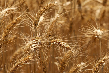 Prévisions de l'évolution du marché du blé